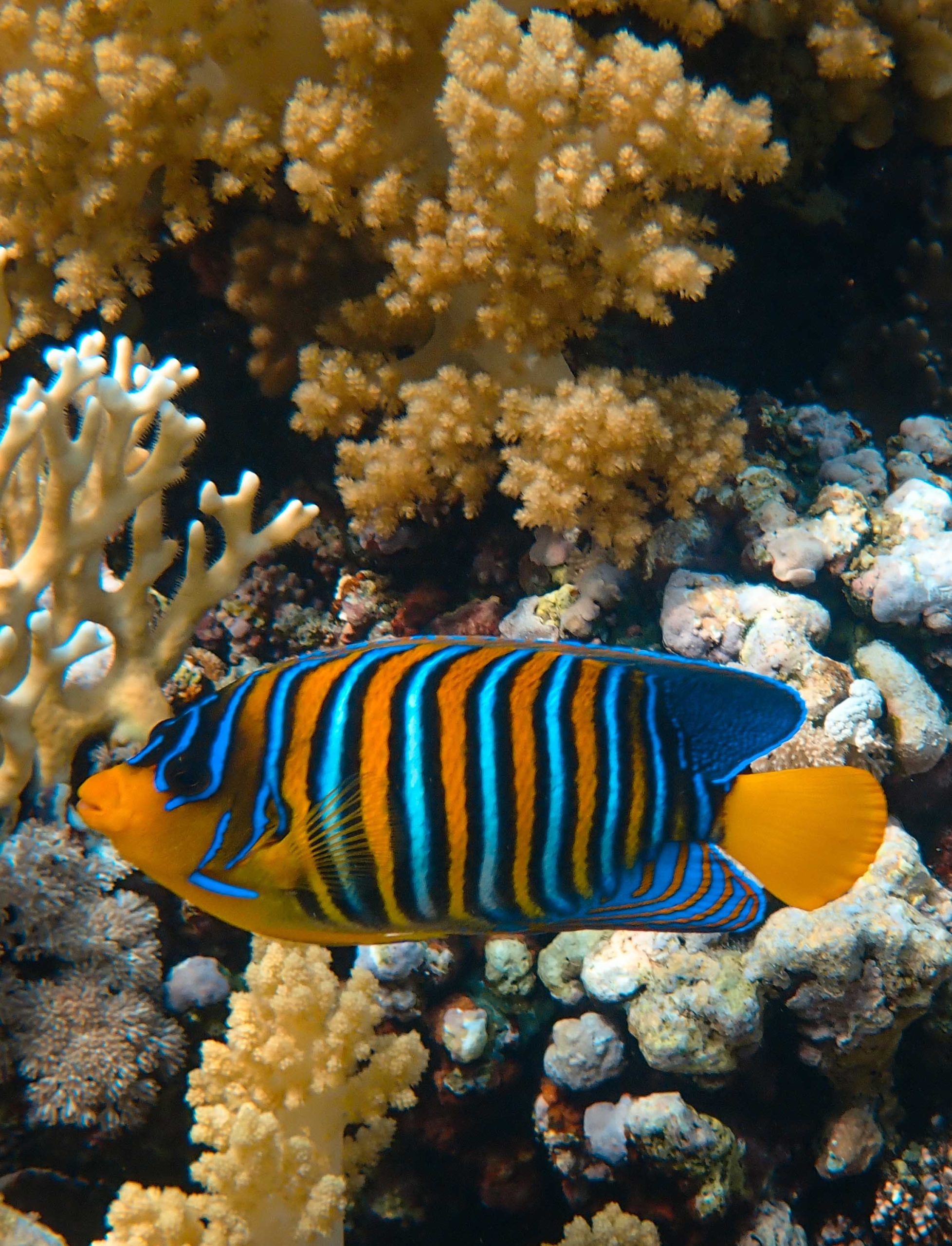 farbenfroher Fisch