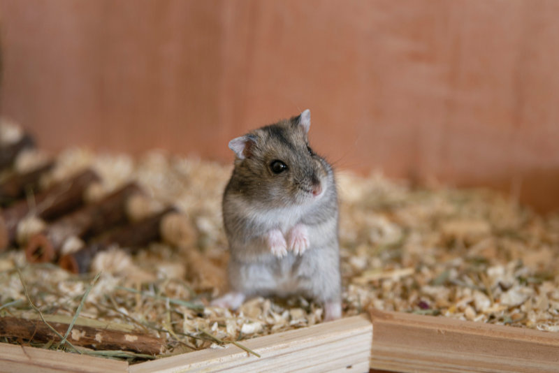 Hamster mit einer Mischung aus verschiedenen Streuarten