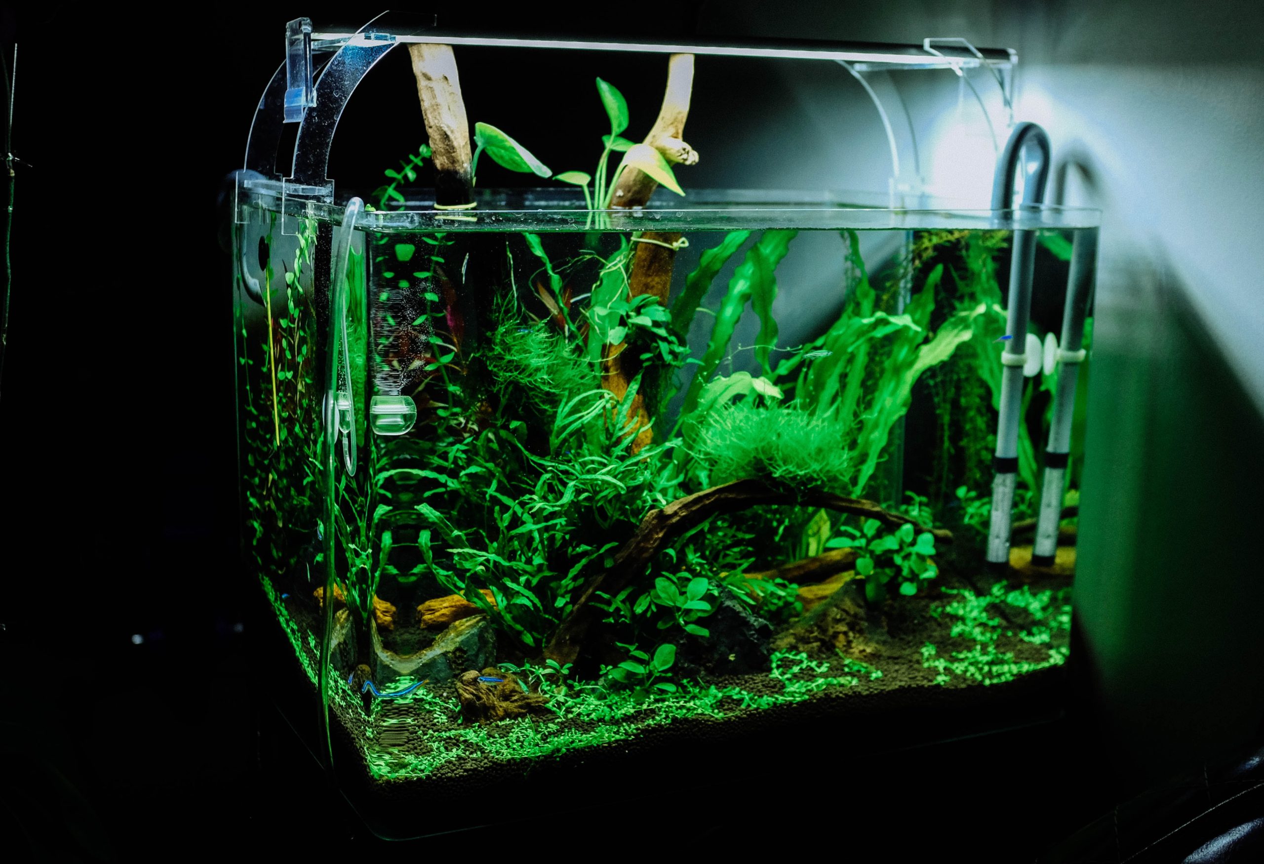 Aquarium mit Pflanzen