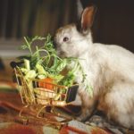 Kaninchen isst Gemüse aus einem Mini-Einkaufswagen