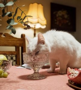 Katze isst heimlich Pistazien auf dem Tisch