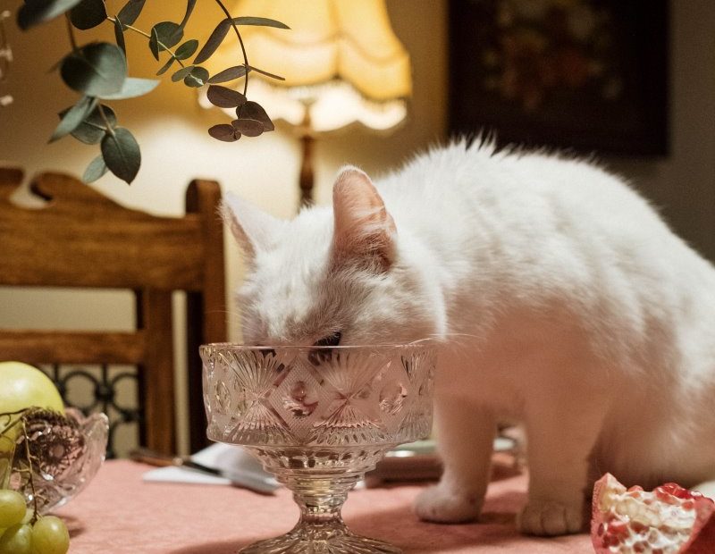 Katze isst heimlich Pistazien auf dem Tisch