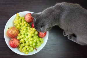 Katze schaut Weintrauben an