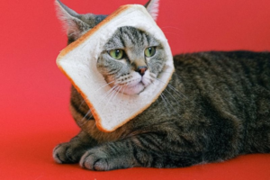 Katze mit Brot