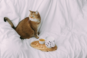 Katze die auf dem Bett neben einem Frühstücksbrettchen auf den Milch und Honig steht sitzt