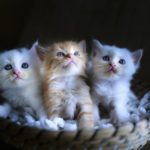 Drei kleine Babykatzen, in einem Korb.