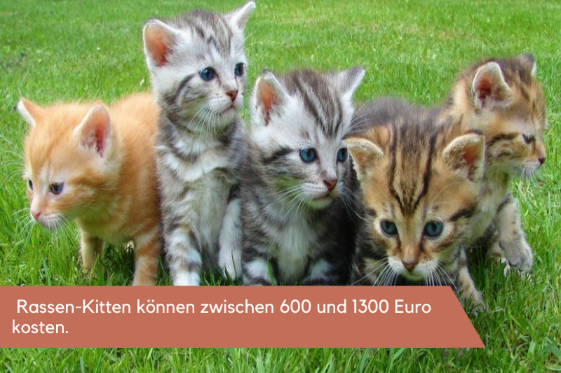 Kitten Fünf kleine Katzen auf einer Wiese