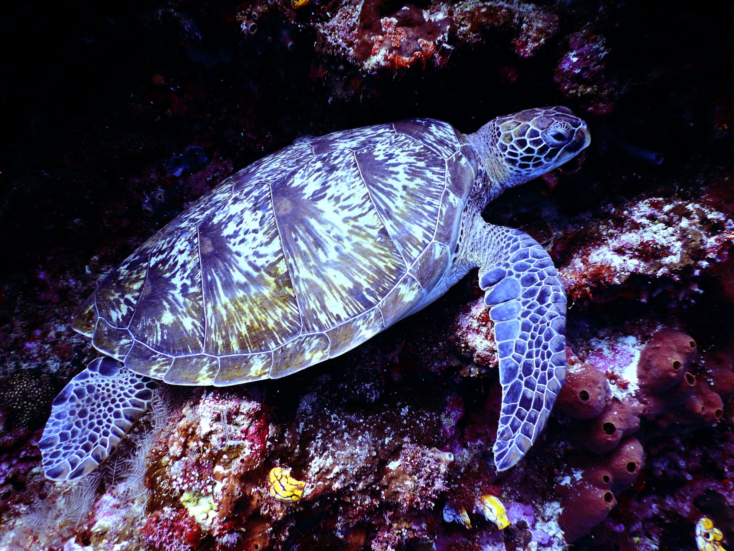 Schildkröte können auch in einem Aquaterrarium gehalten werden