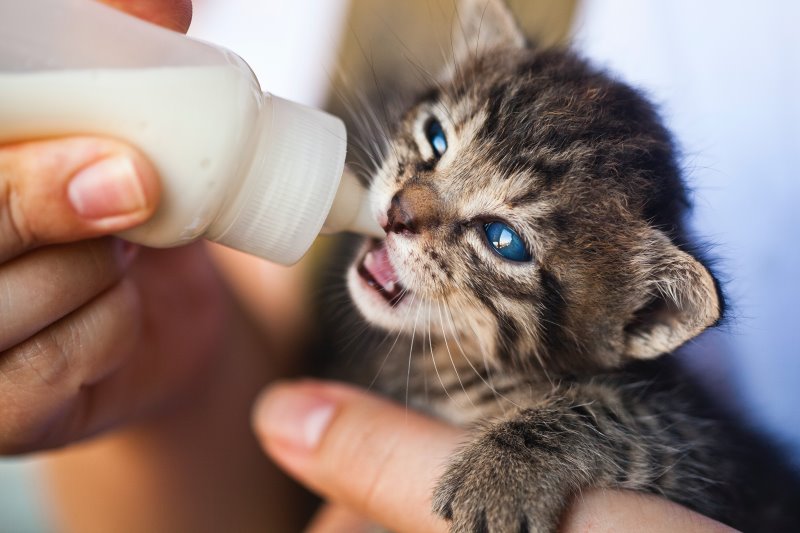 Ein Katzenbaby wird in mit Katzenmilch gefüttert. 