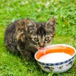 Eine Katze trinkt Milch aus einem Schale.