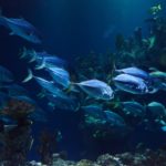 Ein Aquarium in dem mehrere Fische im Schwarm schwimmen