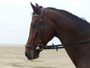 Pferd mit einer hannoveranischen Trense