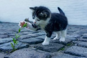 Kitten entdeckt die Welt